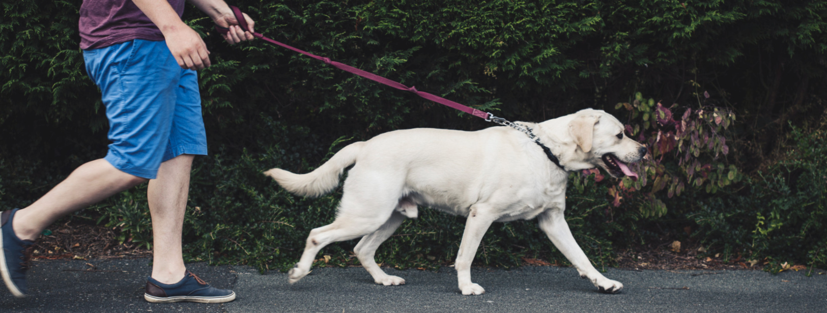 Dog Walking in Woodhaven, NY